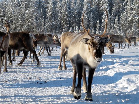 reindeer herd Lapland | for more information about the area … | Flickr