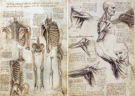 What is Écorché Drawing - and The Importance of Anatomy for Artists