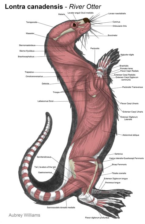 Animal Anatomy | Animal science, Otters, Animal drawings