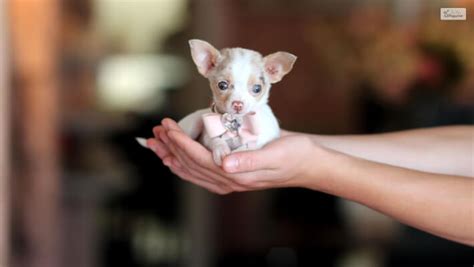 Teacup Chihuahua – Top Facts & A Complete Guide