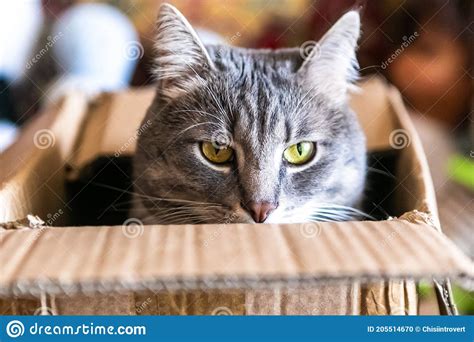 Cat Sitting Inside of Cardboard Box Stock Photo - Image of cheerful, animal: 205514670