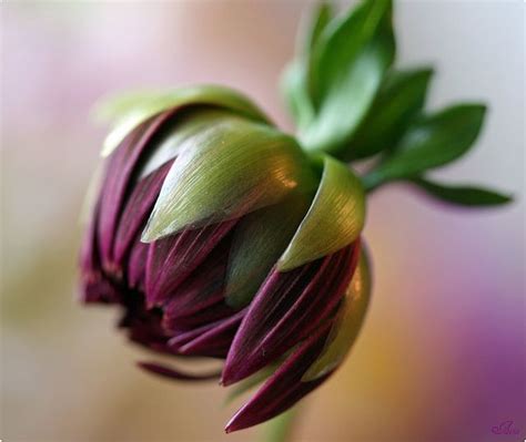 Love the plum color of this dahlia | Colorful garden, Pretty flowers ...