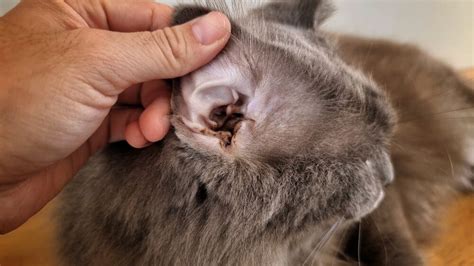 Cat Ear Infection: Causes, Symptoms, and Treatment Options ...