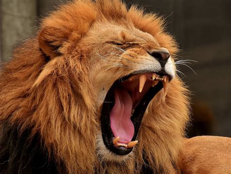 HD wallpaper: Magnificent Predator, brown lion illustration, jungle, wild, king | Wallpaper Flare