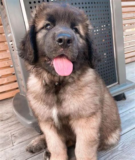 15 Photos Of Leonberger Puppies That Make Everyone's Heart Melt ...