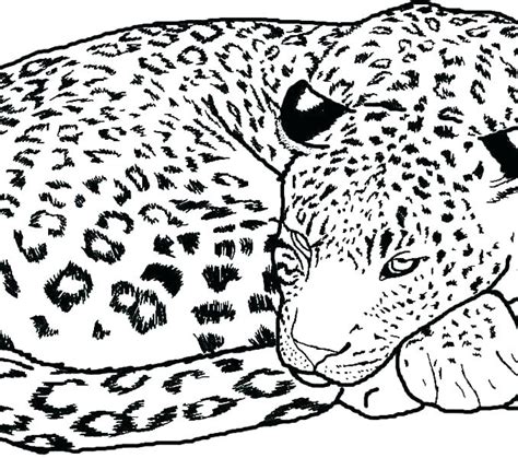 Realistic Cheetah Coloring Pages at GetColorings.com | Free printable ...