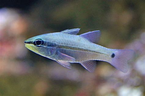 Iridescent cardinalfish – Species – Two Oceans Aquarium | Official Tickets | Cape Town South Africa