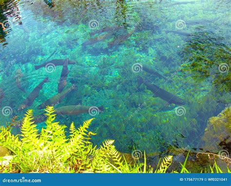 Rainbow Trout in a Crystal Clear Pond Editorial Stock Image - Image of swimming, green: 175677179