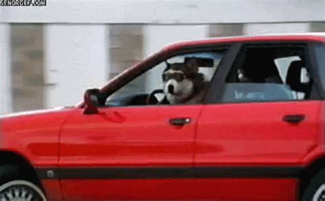 Funny-gifs-get-in-the-car