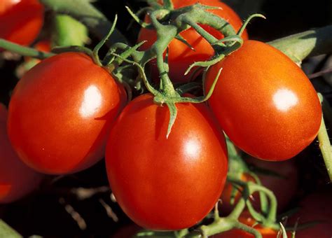 How To Grow And Care For Early Girl Tomatoes