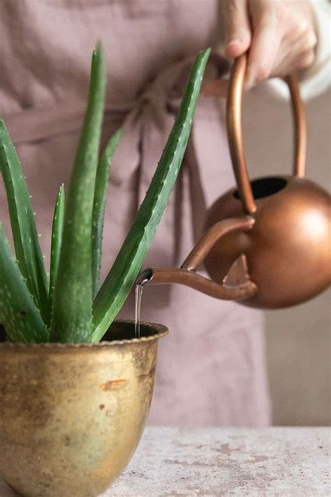 How Often Do You Water Aloe Vera Plants? | Balcony Garden Web