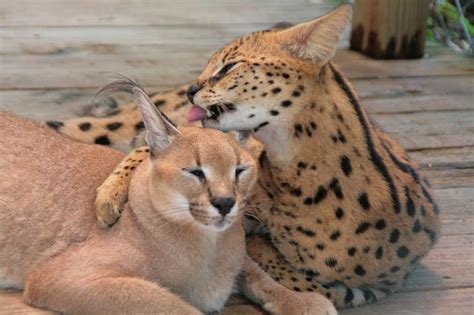 mostlycatsmostly: Caracal and Serval (via David Caswell)