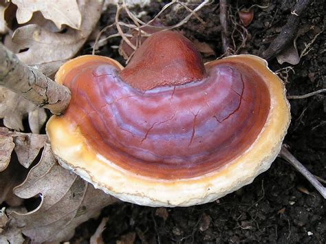 Ganoderma lucidum - Wikipedia, la enciclopedia libre