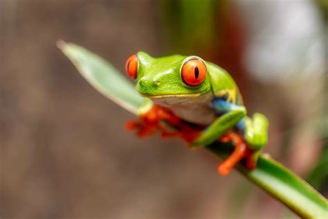 10 Mind Blowing Facts About The Red-Eyed Tree Frog - THE ENVIRONMENTOR