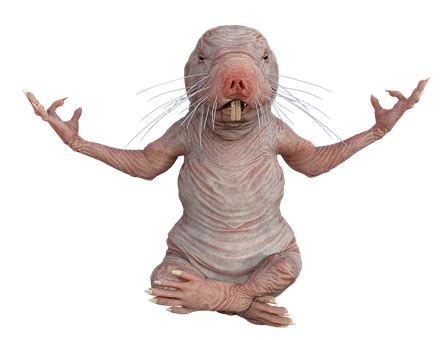 Naked Mole Rat Png Free Transparent Clipart Clipartkey Hot Sex Picture ...