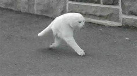 Two Legged Cat Spotted on Google Maps » Social Zoo: Social Updates ...