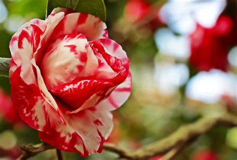 Pruning Camellias Correctly | 5 Steps | Bonsai Alchemist 101