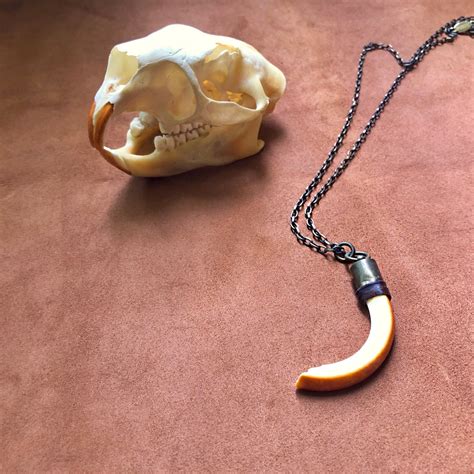 Authentic Beaver Tooth Necklace Real Tooth Pendant Natural - Etsy