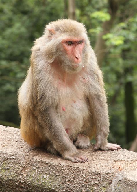 Female rhesus macaque calls may reflect familiarity rather than relatedness