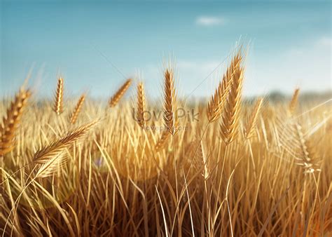 C4d golden autumn wheat field creative image_picture free download ...