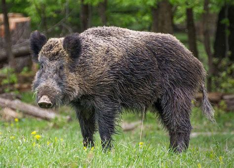 Hunter kills man after confusing him for a wild boar in Spain's ...