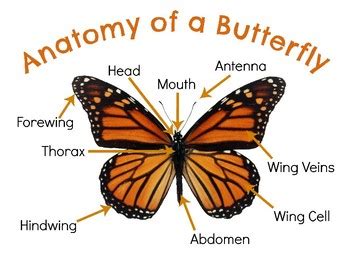 Anatomy of a Butterfly by Hatching Curiosity | Teachers Pay Teachers