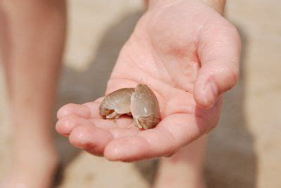 Sand Flea Bites – Treatment Guide URL: http://spiderbites.net ...