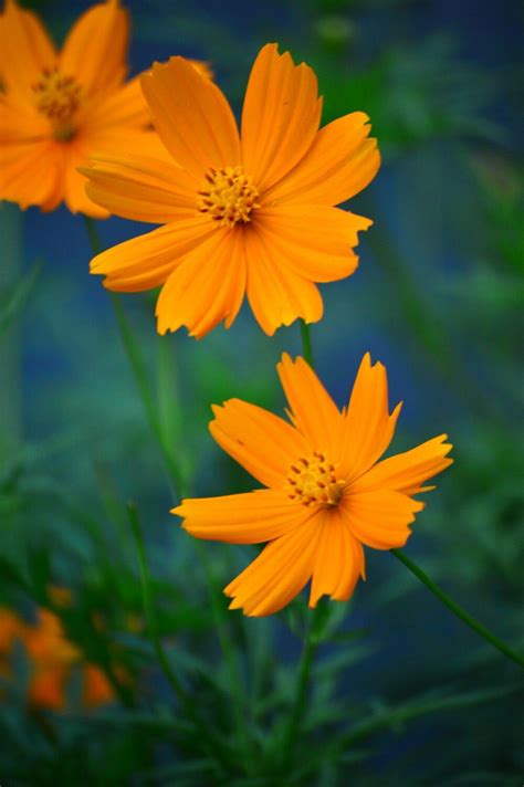 Fall in love with bunga kenikir | Flower garden, Beautiful flowers, Orange flowers