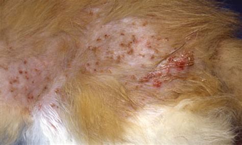 39 Top Pictures Miliary Dermatitis Cat Cure / A Home Remedy for Military Dermatitis in Cats ...