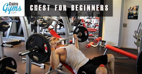 Chest Workout for Beginners | Cairo Gyms