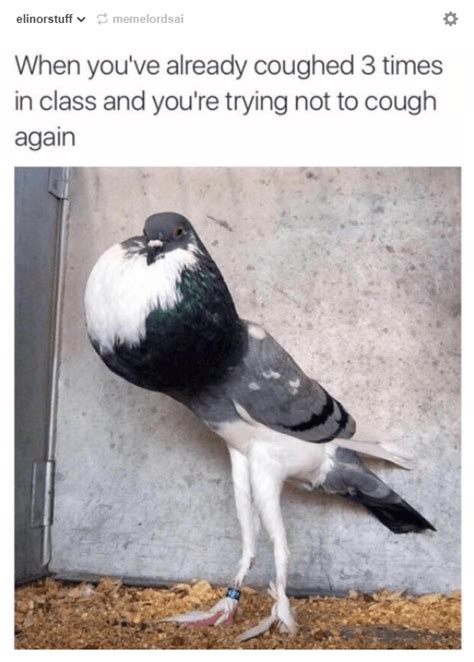 14 Tumblr Posts Proving Pigeons Are The Funniest Creatures | Pigeon funny, Funny animal jokes ...