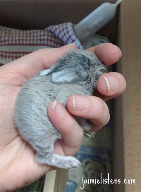 How to Bottle Feed Orphaned Baby Rabbits with Formula Recipe - Jaimie ...