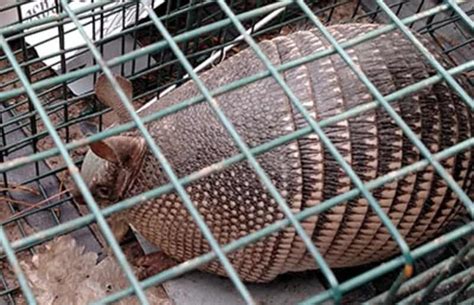 How to Trap Armadillos: Tips for Successful Catching