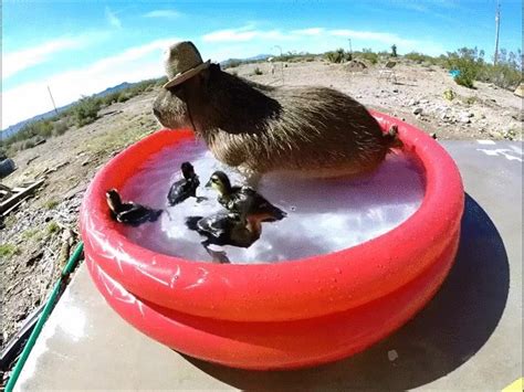 Aint no party like a capybara pool party. - GIF on Imgur | Capybara ...