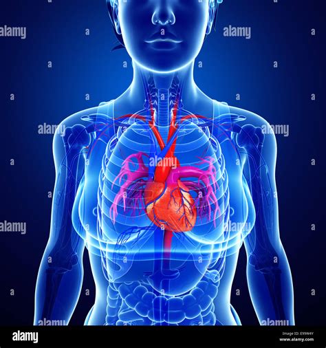 Illustration of Female heart anatomy Stock Photo - Alamy