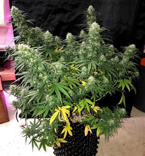 How to Train Auto-Flowering Plants for Bigger Yields | Grow Weed Easy