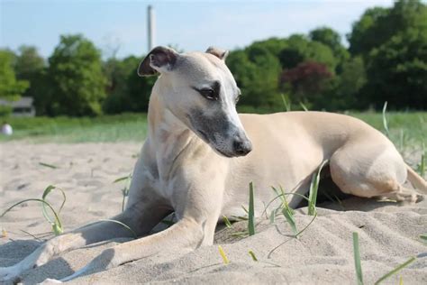 Whippet Italian Greyhound Mix: A Stunning Dog - WhippetCentral