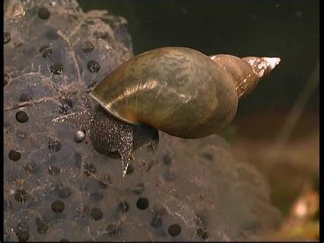 Pond Snail Facts | Anatomy, Diet, Habitat, Behavior - Animals Time