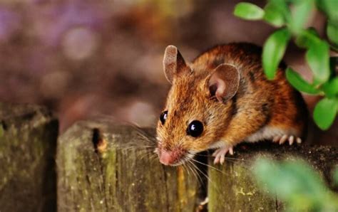 7 Best Mouse Poison That Kills Without Odor | Y-L-P-C