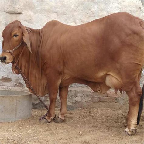 Brown American Jersey Cow at Best Price in Karnal | Gokul Dairy Farm