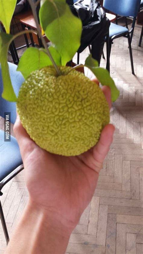 Found a Devil Fruit - 9GAG