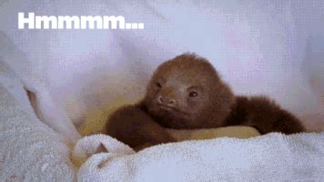 23 cute animal GIFs that you desperately need right now | For The Win