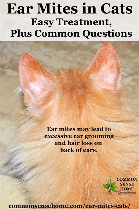 cat ear mites Ear mites cats hair loss cat treatment ears easy common ...