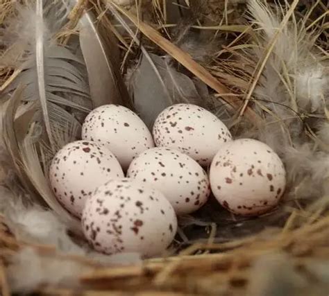 Difference Between Oviparity Ovoviviparity And Viviparity - Relationship Between