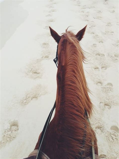 Horse. Riding. Beach. Equestrian. Equine. | Horses, Beach rides, Beautiful horses