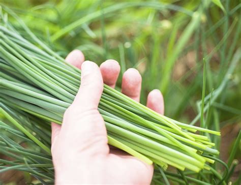 Harvesting And Storing Chives - When And How To Harvest Chives ...