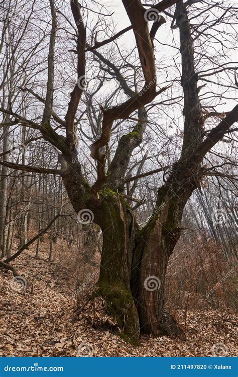 Barren trees in the winter stock photo. Image of fall - 211497820