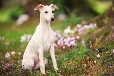 Whippet Dog Breed Profile