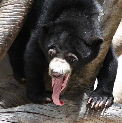 On Black: Baby Sun Bear Tongue by San Diego Shooter [Large]
