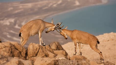 A Herd of Nubian Ibexes Climbing the Dead Sea Cliffs | 4K Drone Video - YouTube